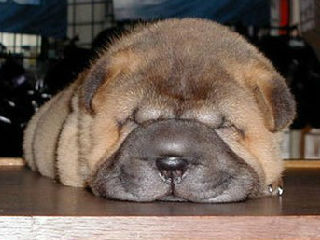 沙皮狗睡觉搞笑图片--沙皮狗睡觉搞笑gif动态图片--沙皮狗睡觉ppt图片